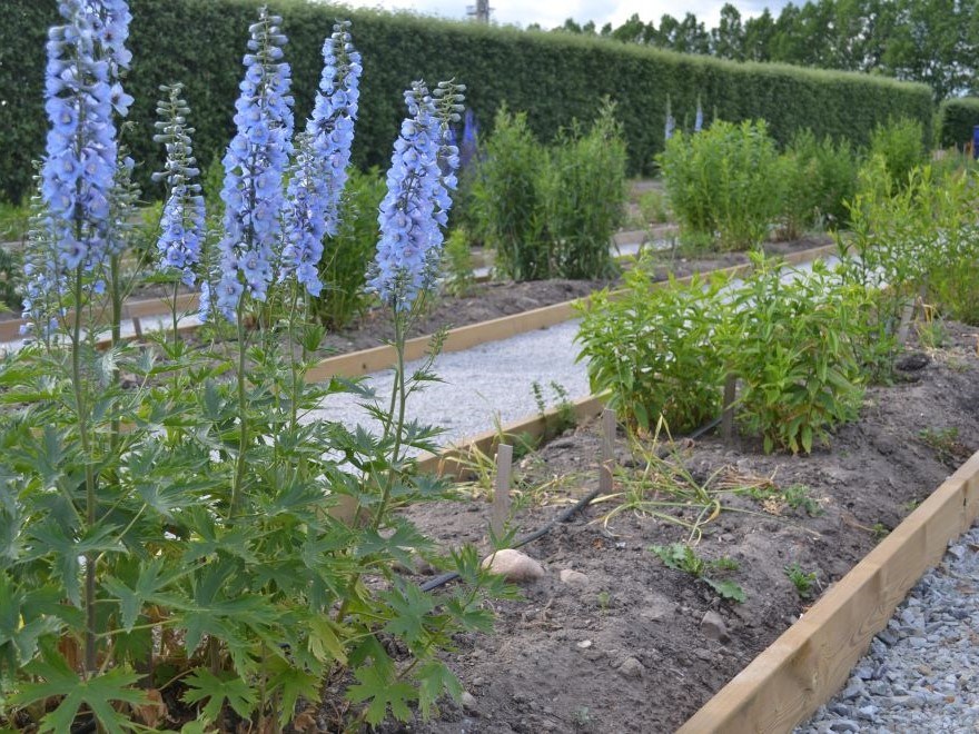Fotot visar den nyanlagda genbanken. I den nyanlagda genbanken är plantorna fortfarande små.