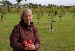 Inger Hjalmarsson står framför rader med äppleträd i Nationella genbanken. I famnen håller hon röda äpplen.
