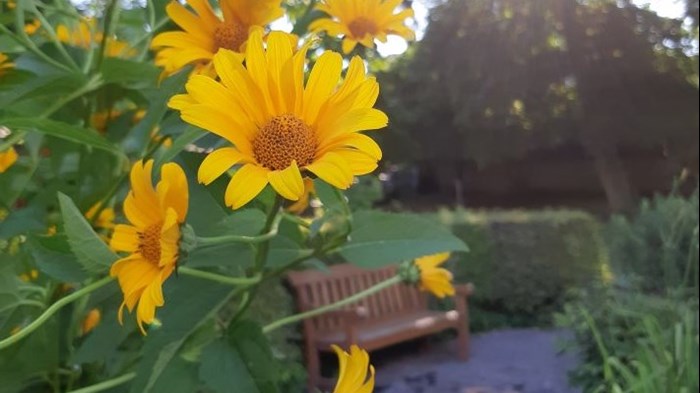 En närbild av ett gulblommande dagöga. I bakgrunden ses en röd trädgårdsbänk. Fotot är taget inne i det lokala klonarkivet på DBW:s Botaniska trädgård.
