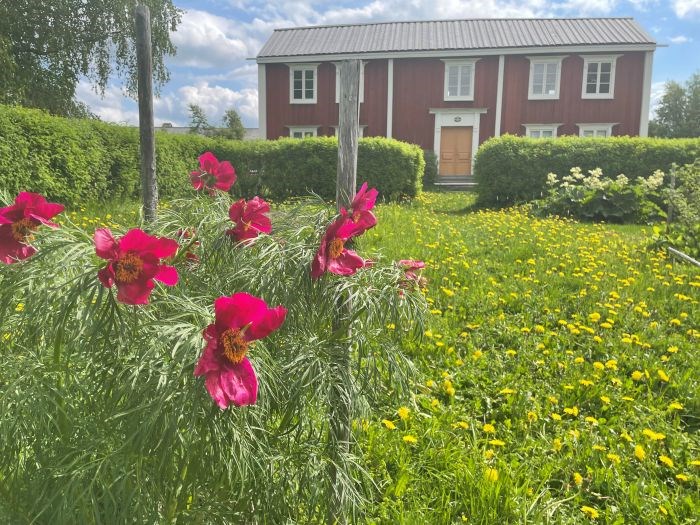 I gräset en bit framför en stor röd träbyggnad växer en herrgårdspion. 