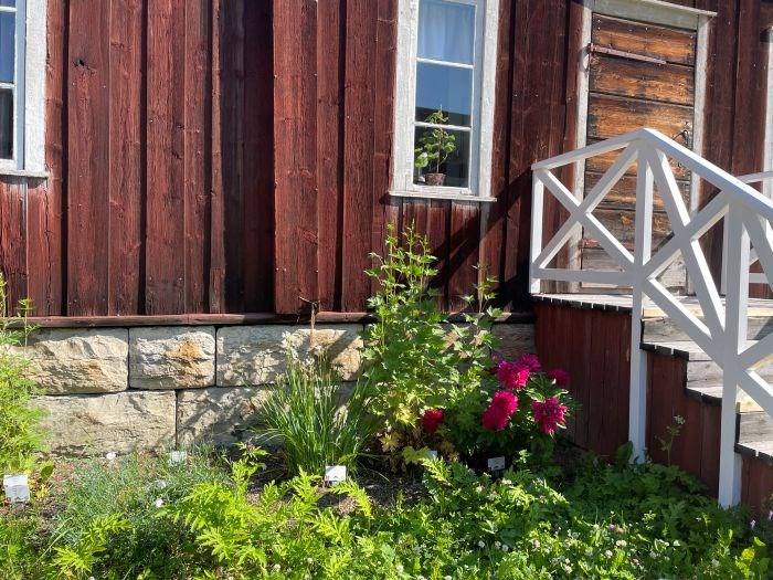 En blommande pion som ingår i klonarkivet, växer vid trappan till en av gårdarna på Jamtli. 