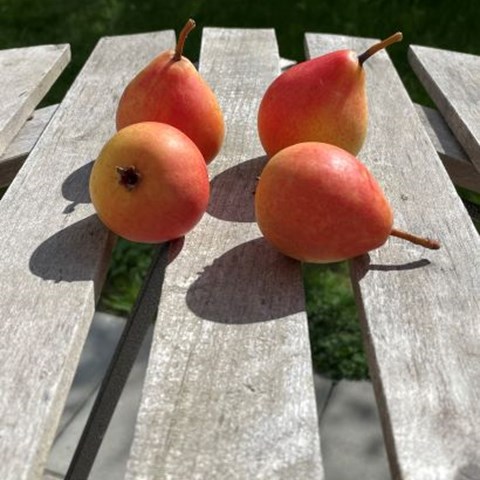 Fyra ljust röda päron av sorten 'Kanelpäron' ligger på ett träbord utomhus. 