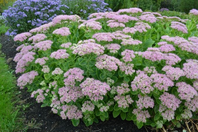 Blommande plantor av kinesisk kärleksört 'Granlunda'. Färgfoto.
