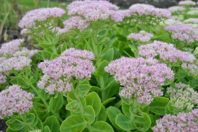 Blommande plantor av kinesisk kärleksört 'Granlunda'. Färgfoto.