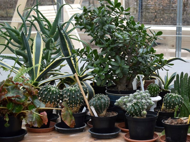 Krukväxter av olika arter i genbankens växthus.