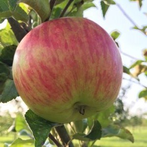 Närbild av ett äpple av sorten 'Landskronaäpple'. Färgfoto.