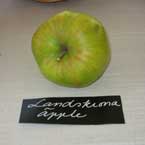 Färgfoto av äpplesorten 'Landskronaäpple'. Fotot föreställer ett grönt äpple som ligger på ett bord. Framför äpplet syns en handskriven skylt med sortnamnet.