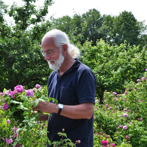 Lars-Åke Gustavsson står bland rosablommande rosor i en trädgård. I bakgrunden ses äppleträd. I händerna håller Lars-Åke rosor i olika nyanser  av rosa.