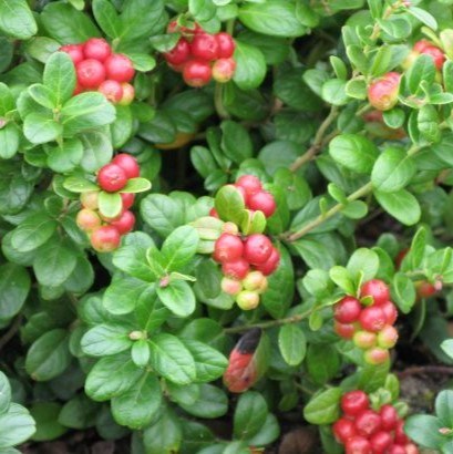 En lingonbuske med mogna röda bär. Lingonen är av sorten 'Linnea'.