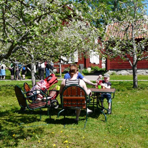 Färgfoto som föreställer det lokala klonarkivet för frukt, Linnés Hammarby. 