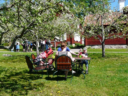 Färgfoto som föreställer det lokala klonarkivet för frukt, Linnés Hammarby. 