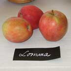 Färgfoto föreställande äpplesorten 'Lomma'. På fotot syns två frukter. Framför dem ligger en handskriven lapp med sortnamnet på. 