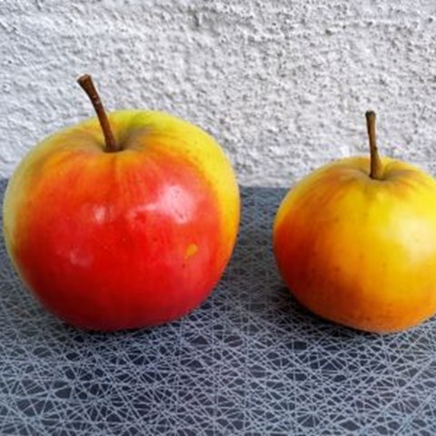 Två äpplen av sorten 'Flädie' står bredvid varandra på ett bord utomhus. 