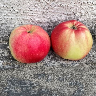Två äpplen av sorten 'Mullsjö' står i en stentrappa. Äpplena är röda och gula. 