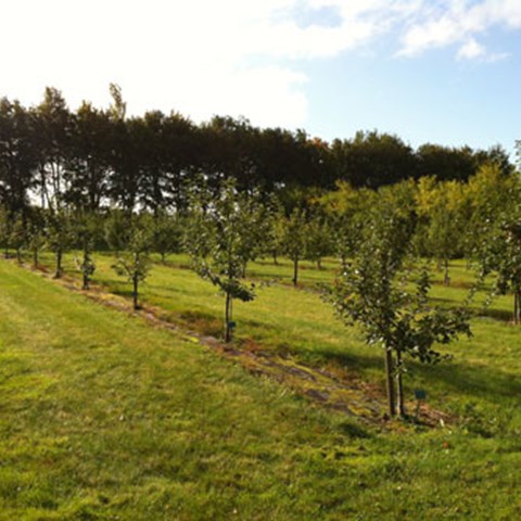 Färgfoto taget i det lokala klonarkivet vid Munkagårdsgymnasiet. På fotot syns äppleträn planterade i rader.