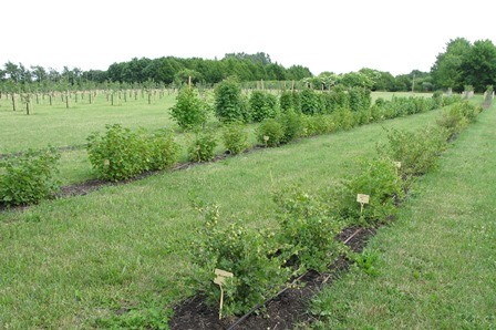 Färgfoto föreställande fältet i Nationella genbanken där frukt och bär odlas. I förgrunden ses bärodling. I bakgrunden ses nyplanterade fruktträd.
