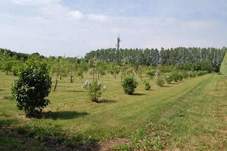 Färgfoto föreställande träd- och buskfältet i Nationella genbanken. Träd och buskar står planterade i flera långa rader. Mellan dem är gräs.
