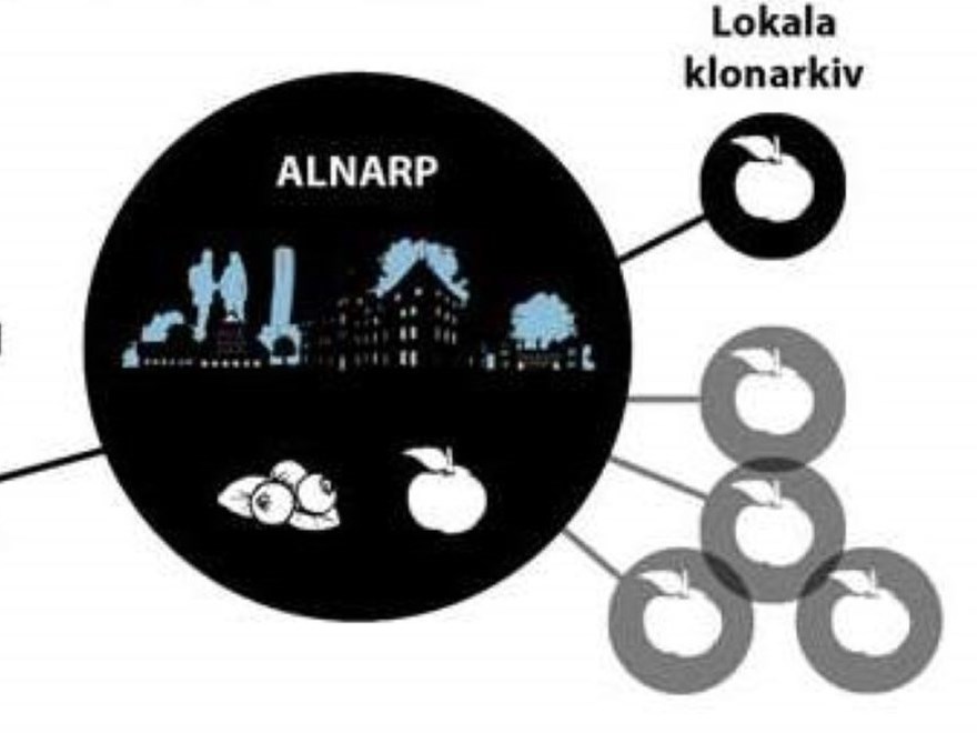 Figur som visar hur genbankens delar hänger ihop. 