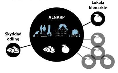 En illustrerad figur som visar uppbyggnaden av Nationella genbanken. I centrum finns Nationella genbanken i Alnarp. Runtom finns mindre cirklar som symboliserar lokala klonarkiv och skyddad odling. Illustration i svartvitt. 
