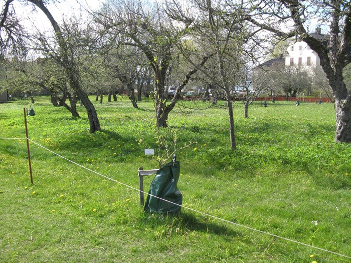 Färgfoto som föreställer ett nyplanterat päronträd av sorten Bergamott från Vadstena.  