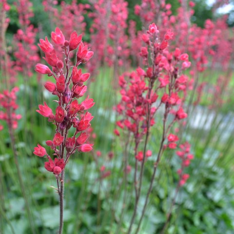 Den mörkt röda blomningen hos hybridalunroten 'Rikard'. 
