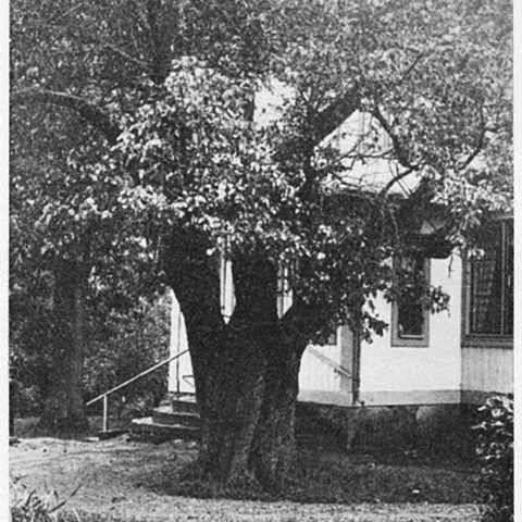 Ett svartvitt foto föreställande ett päronträd av sorten Sannahedspäron. Trädet är stort med en tjock stam. 