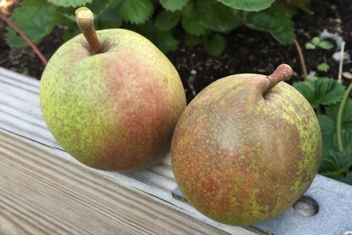 Närbild av två päron av sorten 'Påskpäron' som ligger på en träram.