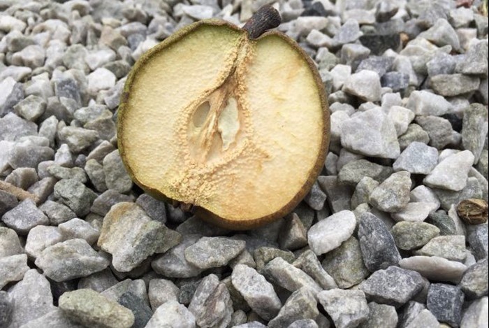 En frukt av päronet 'Påskpäron', ituskuret så att man ser fruktens innandöme. 