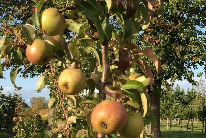 'Påskpäron', hängande  i höstljus från trädet.