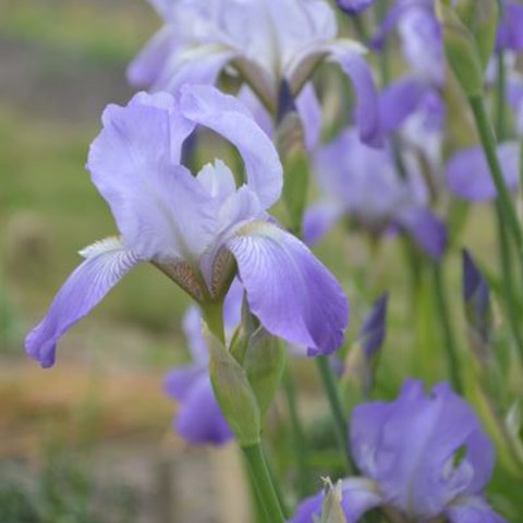 Blommande trädgårdsiris. Blomman är vit och ljust lila. 