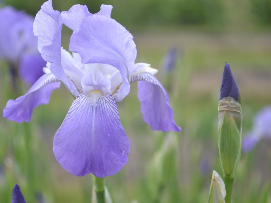 Närbild av en vit och ljust lila iris. I bakgrunden syns fler irisar av samma sort. 