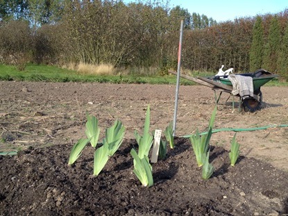 Plantering av iris i Nationella genbanken. Foto Linnea Oskarsson, SLU