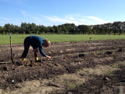 Plantering av tulpanlökar i Nationella genbanken hösten 2015. Karin Persson står böjd över en nyanlagd bädd och gräver ner lökkorgar med tulpanlökar.