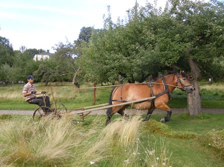 Färgfoto föreställande det lokala klonarkivet för frukt vid Pomerium Vadstenense. På fotot syns en hästdragen slåtterbalk som slår gräset mellan fruktträden i klonarkivet. 