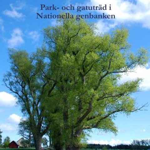 Inskannat omslag av boken Popplar. Park- och gatuträd i Nationella genbanken. På omslaget syns en allé med höga marylandspopplar