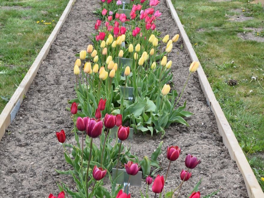  I en av bäddarna i genbanken växer olika sorter av tulpaner som blommar i gult, rosa och rött.