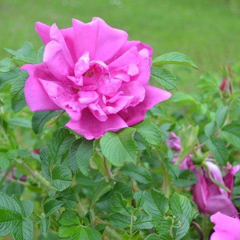 Närbild av blomman hos rugosarosen 'Trollhättan'. Rosen är mörkt rosa.
