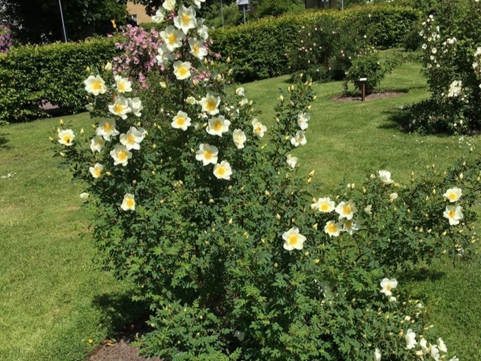 En blommande planta av spinosissima-rosen 'Verkebäck'.