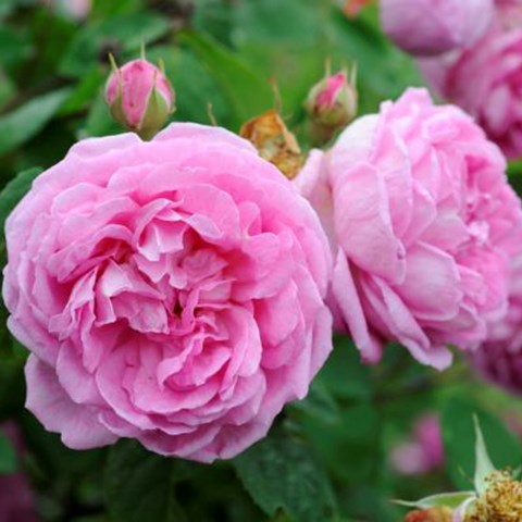 Närbild av den rosa bourbon-rosen 'Blomsterhult'.