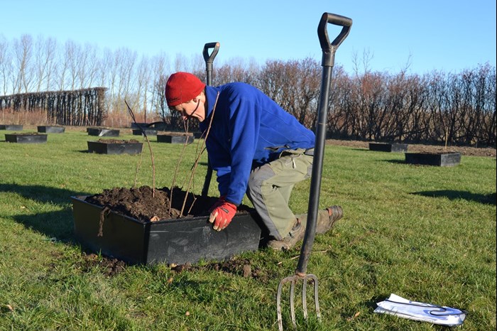Plantering av rosor i Nationella genbanken. En trädgårdsmästare sitter på huk och planterar en rosplanta i en odlingscontainer. Framför honom i bilden står en spade. Färgfoto.
