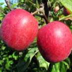 Rött melonäpple. Närbild av frukten. I mitten av fotot ses två klarröda äpplen. 
