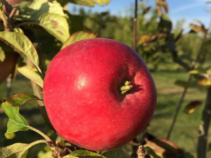 Närbild av ett rött äpple av sorten 'Rött Melonäpple'. Färgfoto.