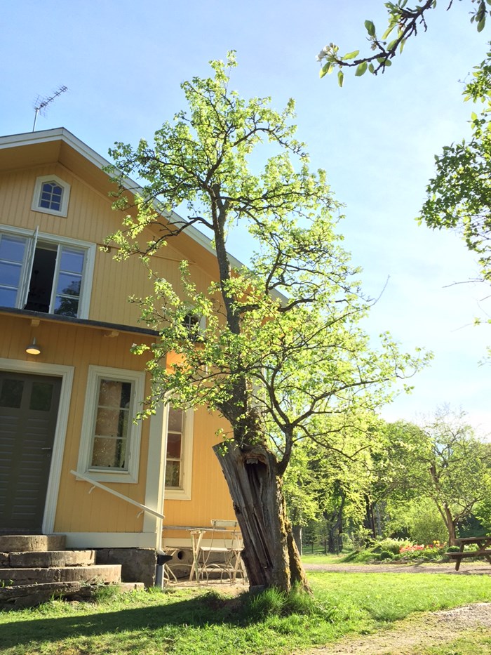 Färgfoto som visar moderträdet av 'Sannahedspäron'. Det växer i Närke, vid ett stort gult trähus.