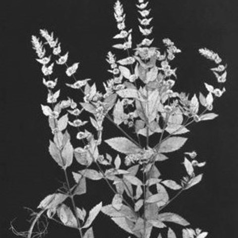 Äldre svartvitt foto av skånsk ädelmynta. Fotot visar en planta med blad, blommor och rötter. Exemplaret har pressats. 