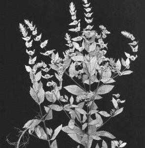 Äldre svartvitt foto av skånsk ädelmynta. Fotot visar en planta med blad, blommor och rötter. Exemplaret har pressats. 