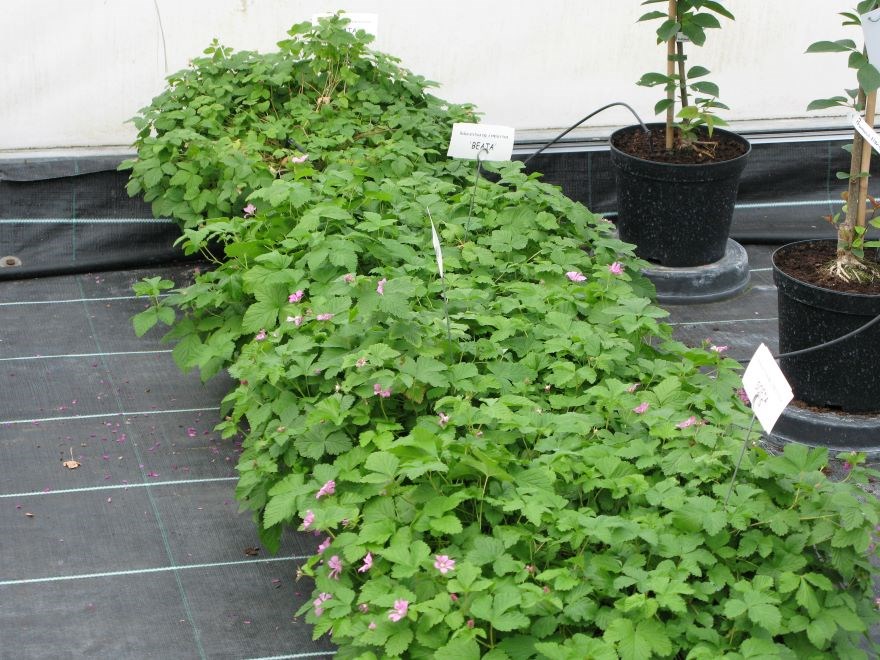 Plantor av allåkerbär står planterade i krukor i växthuset på Elitplantstationen. 