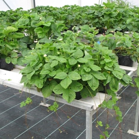 Färgfoto som föreställer den skyddade odlingen av bär vid Elitplantstationen i Balsgård. Jordgubbsplantor planterade i stora krukor står uppställda på ett bord i ett växthus.