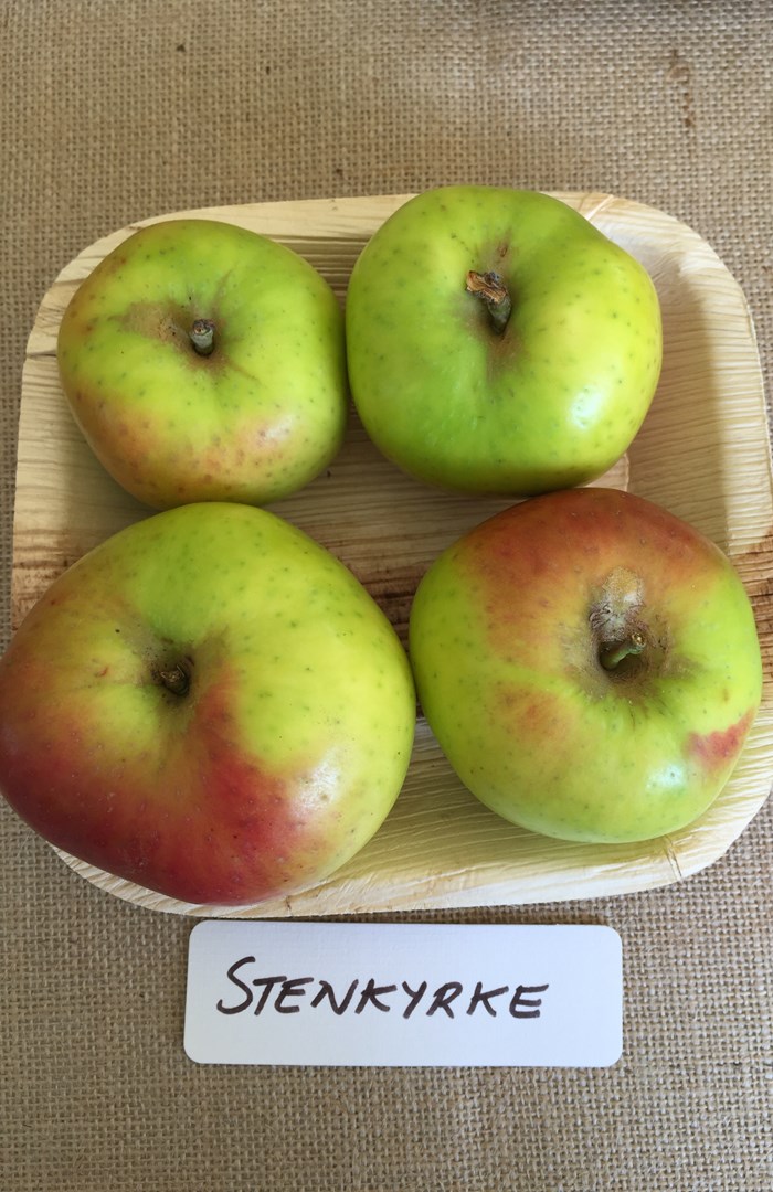 Färgfoto föreställande äpplen av sorten 'Stenkyrke'. Äpplena ligger i en liten korg och framför den ligger en handskriven papperslapp med sortnamnet.