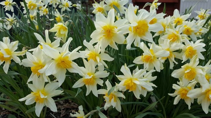Stjärnnarcissen 'Argenta' i blom. Blommorna har ljust ljust gula kalkblad och en mörkare gul trumpet. 