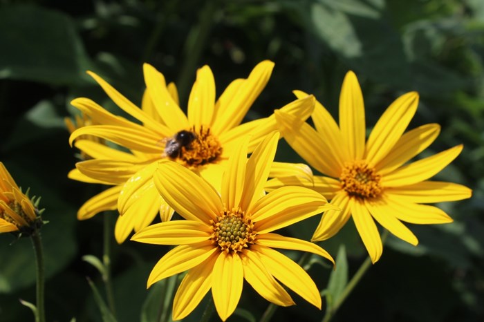 Färgfoto föreställande jordärtskockan 'Tallmo' i blom. På fotot syns tre gula blommor.